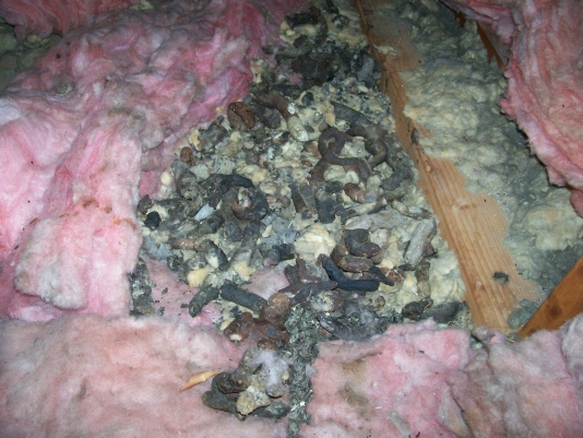 Soiled insulation in Bloomington Attic