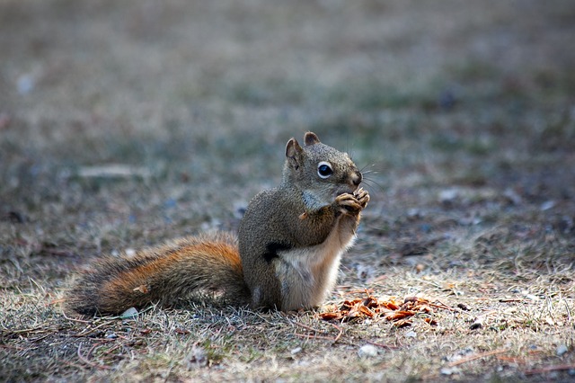 Squirrel Control in Bloomington