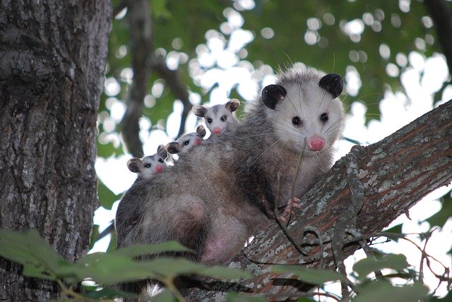 Opossum removal in Bloomington