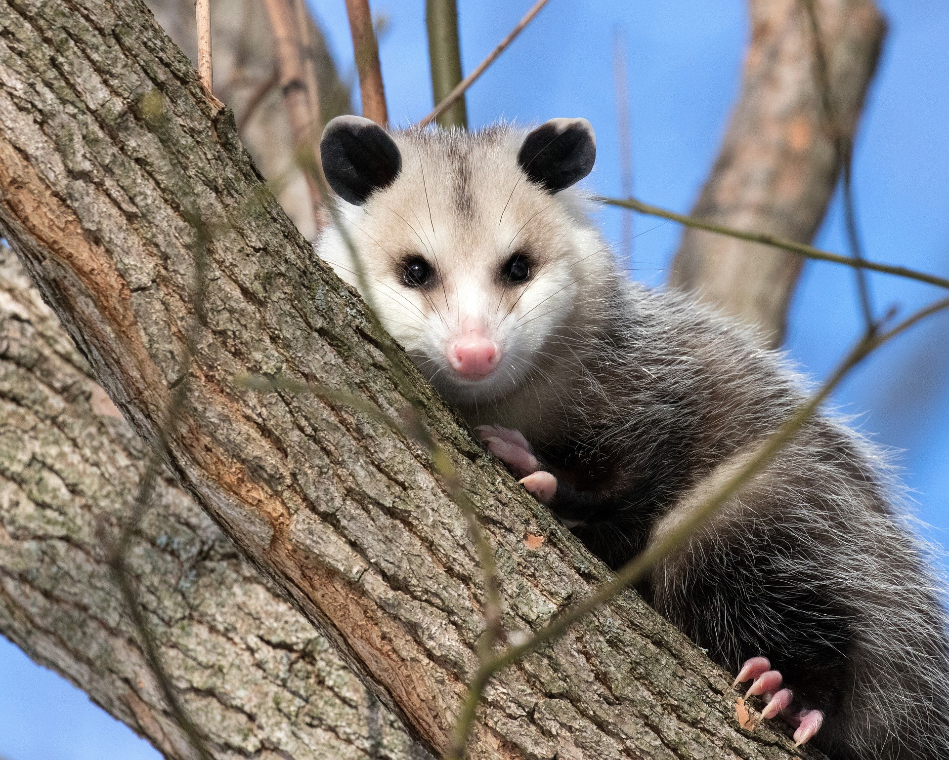 opossum noises in Bloomington