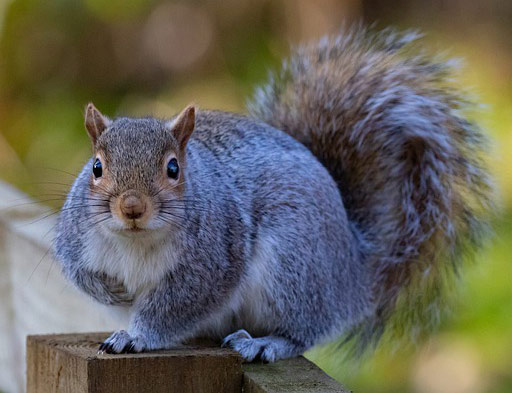 Squirrel Control in Bloomington Yard