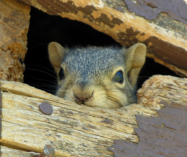 squirrel in house